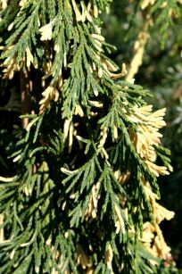 Cyprysik Nutkajski "Gloria Polonica" (Chamaecyparis nootkatensis)
