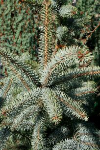 Świerk Kłujący "Koster" szczepiony na pniu (Picea Pungens)