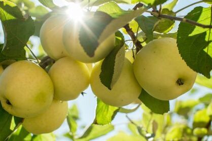 Jabłoń „Papierówka" / "Oliwka Żółta" goły korzeń (Malus domestica)