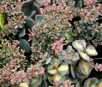 Rozchodnik Kaukaski „Tricolour ” (Sedum Spurium)