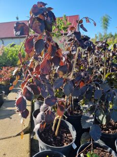 Buk Pospolity "Purple Fountain" szczepiony (Fagus Sylvatica)