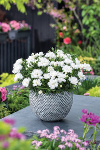 Goździk "Code White" (Dianthus Caryophyllus)