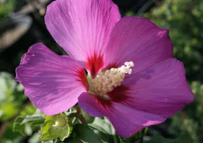 Ketmia Syryjska "Duc De Brabant" (Hibiscus Syr.) 