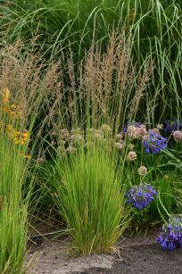 Trzęślica modra "Heidezwerg"  (Molinia caerulea)