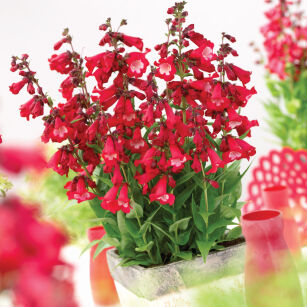 Penstemon "Polaris Red" (Penstemon)