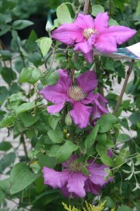 Powojnik Wielkokwiatowy "Ernest Markham" (Clematis)