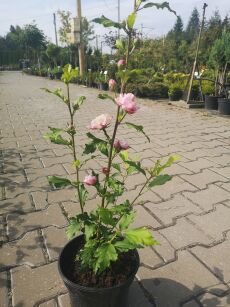Ketmia Syryjska "Lady Stanley" (Hibiscus Syriacus)