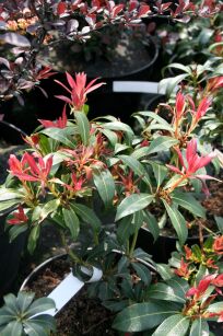 Pieris Japoński "Mountain Fire" (Pieris Japonica)