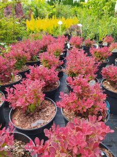 Berberys Thunberga "Ruby Star" (Berberis Thunbergii)