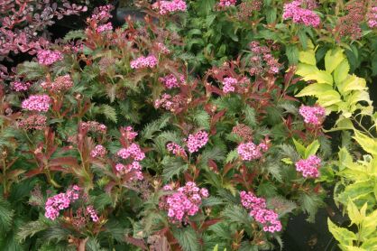 Tawuła Japońska "Crispa" (Spiraea Japonica)