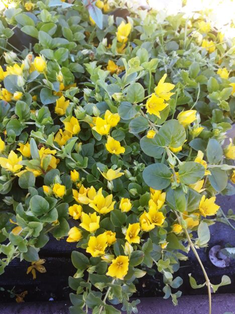 Tojeść Rozesłana (Lysimachia Nummularia )