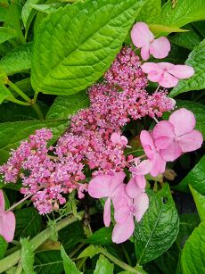 Hortensja Piłkowana "Bluebird" (Hydrangea Serrata)