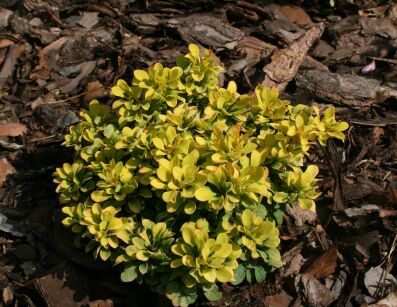 Berberys Thunberga "Tiny Gold" (Berberis Thunbergii)