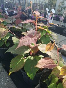 Aktinidia Smakowita "Jenny"  (Actinidia Deliciosa)