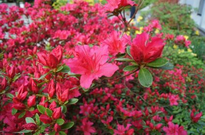 Azalia Japońska "Rubinetta" (Azalea Japonica) 