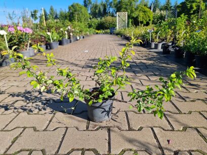 Pigwowiec Pośredni "Elly  Mossel" (Chaenomeles x Superba)