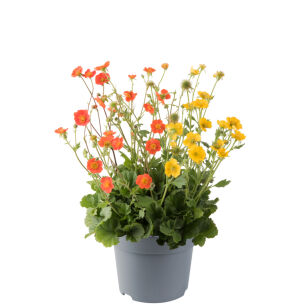 Kuklik Szkarłatny "Tosai MixMasters Orange Yellow" ( Geum Coccineum )