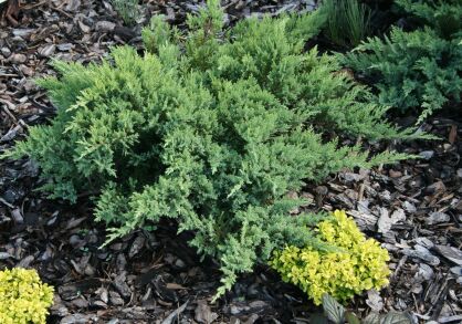 Jałowiec Sabiński "Tamariscifolia" (Juniperus Sabina)