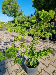 Buk Pospolity "Rohan Gold"  (Fagus Sylvatica)