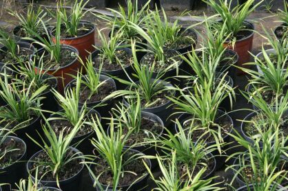Liriope Szafirkowe "Big Blue" (Liriope Muscari)