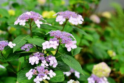 Hortensja Piłkowana "Intermedia" (Hydrangea Serrata)