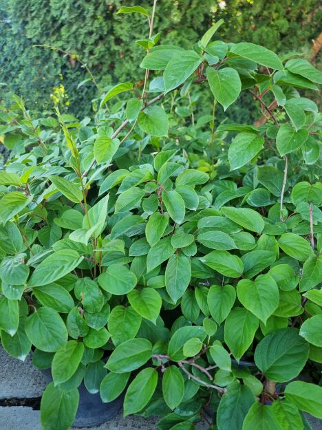 Aktinidia Ostrolistna ''Issai'' (Actinidia Arguta)