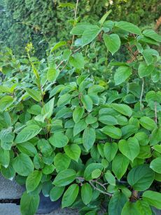 Aktinidia Ostrolistna ''Issai'' (Actinidia Arguta)