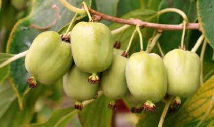 Aktinidia Ostrolistna ''Issai'' (Actinidia Arguta)