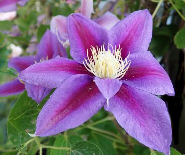 Powojnik "Mrs N.Thompson'" (Clematis)