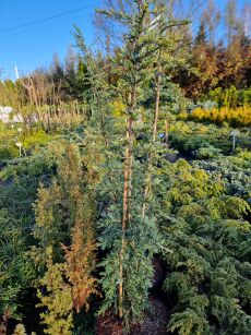 Cedr Himalajski "Karl Fuchs" (Cedrus Deodara)