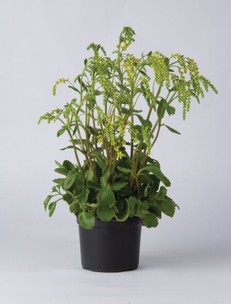 Chiastofil naprzeciwlistny (Chiastophyllum oppositifolium)