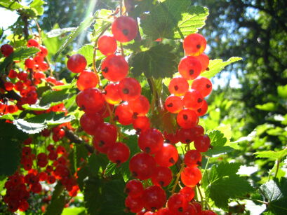 Porzeczka Czerwona "Jonkheer Van Tets” - pojemnik  (Ribes)