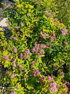 Tawuła Japońska "Goldflame" (Spiraea Japonica) 