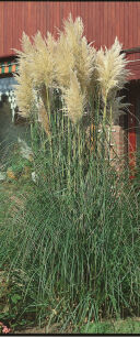 Trawa Pampasowa "White Plume" (Cortaderia Selloana)