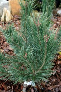 Sosna Pospolita "Watereri" (Pinus Sylvestris)