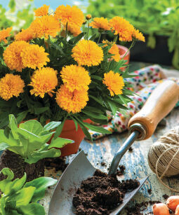Nachyłek Wielkokwiatowy "Solanna Golden Sphere" (Coreopsis Grandiflora)