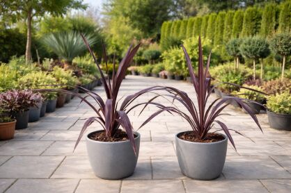 Kordylina australijska "Super Star" (Cordyline australis)