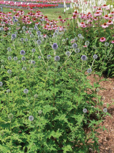 Przegorzan Banatyński "Blue Globe" (Echinops bannaticus)