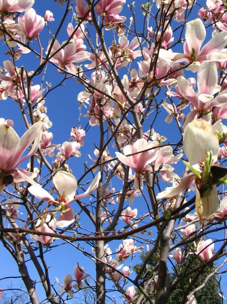 Magnolia Pośrednia 