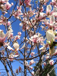 Magnolia Pośrednia "Alexandrina" (Magnolia Soulangeana)