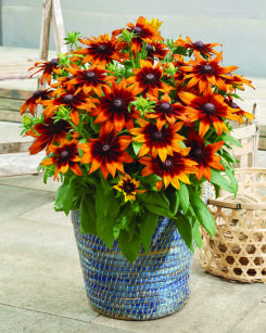 Rudbekia Owłosiona "Rudy Sunset" (Rudbeckia Hirta)