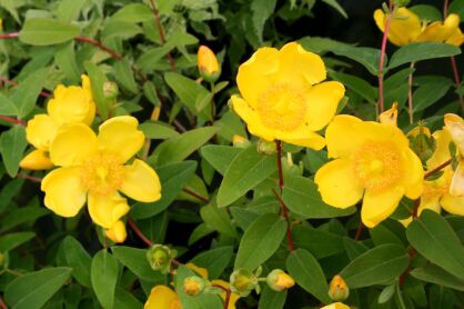 Dziurawiec "Hidcote" (Hypericum hookerianum)