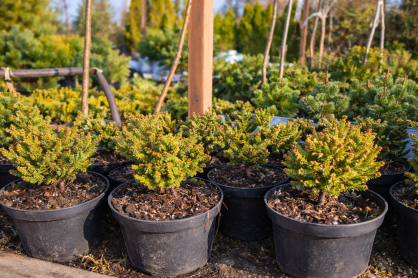 Świerk Pospolity "Wild Strawberry"  (Picea Abies)