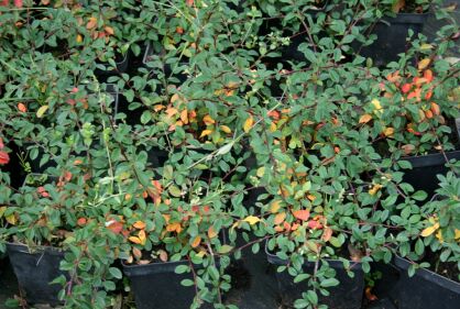 Irga Rozezsłana "Eichholz" (Cotoneaster Radicans)