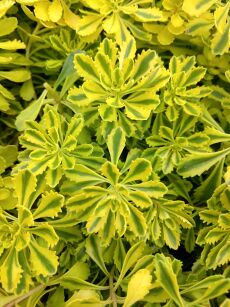 Rozchodnik kamczacki "The Edge" (Sedum Kamtschaticum)