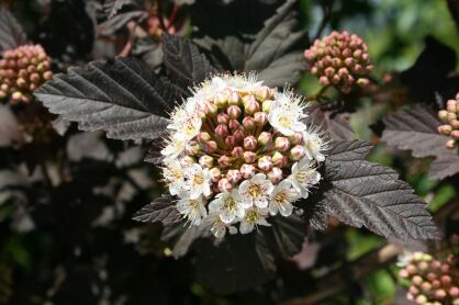 Pęcherznica Kalinolistna "Red Baron" (Physocarpus Opulifolius)