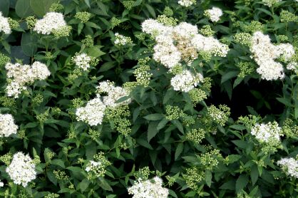 Tawuła Japońska "Albiflora" (Spiraea Japonica)
