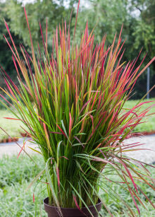 Imperata Cylindryczna "Red Baron" (Imperata Cylindrica)