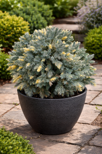 Jałowiec Łuskowy "Floreant" (Juniperus Squamata)