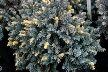 Jałowiec Łuskowy "Floreant" (Juniperus Squamata)